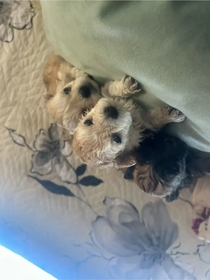 catei bichon 