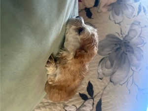 catei bichon  - imagine 3