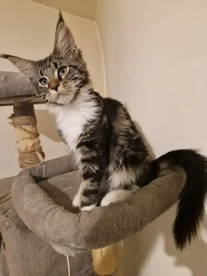 pui Maine Coon