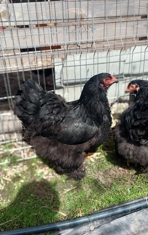 Vând gaini brahma negru