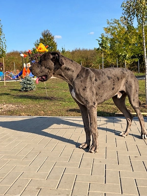 Vând Dog German (Marele Danez) Arlechin   Mascul, 9 luni - imagine 4