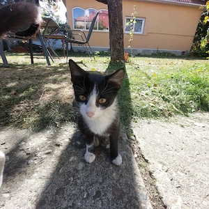 donez 2 pisici mici fără adăpost - imagine 2