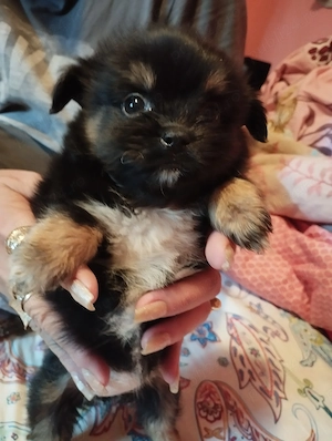 Yorkshire terier cu Pomeranian  - imagine 2