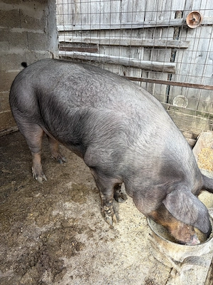 Porci de vanzare