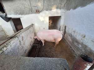 De vanzare porc ......