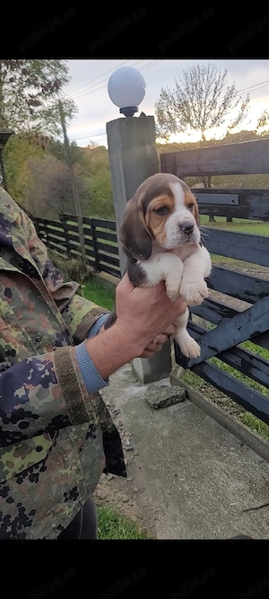 Catei beagle - imagine 2