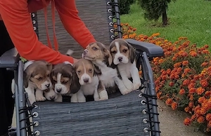 Catei beagle