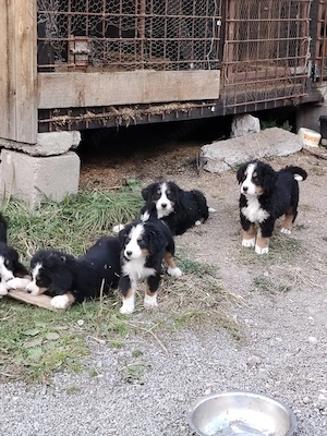 Ciobanesc De Berna 10 saptamani