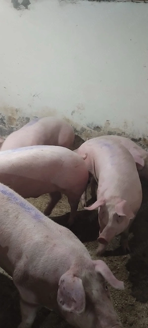 disponibil porci de carne  - imagine 3