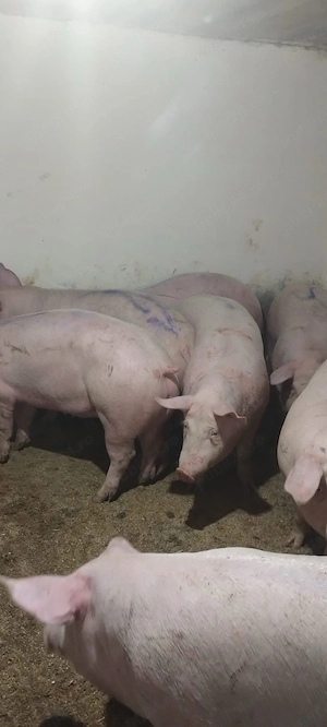 disponibil porci de carne  - imagine 4