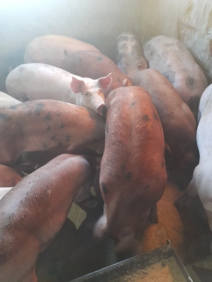 porci de carne rasa pic, pietraim, duroc cu pietrain - imagine 2
