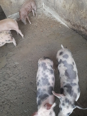 purcei de carne pietrain cu duroc