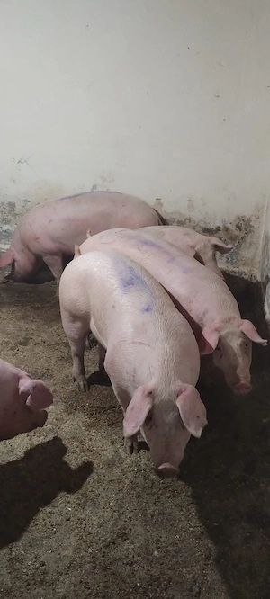 porci de vanzare 