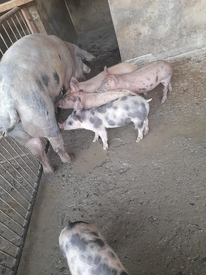 purcei de carne pietrain cu duroc - imagine 2