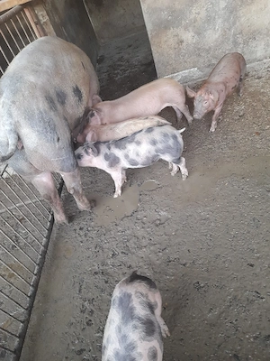 purcei de carne pietrain cu duroc - imagine 4