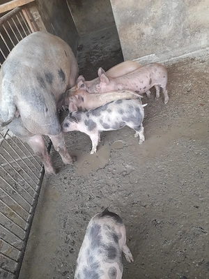purcei de carne pietrain cu duroc - imagine 5
