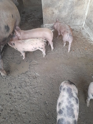 purcei de carne pietrain cu duroc - imagine 3