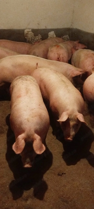 porci de vanzare 