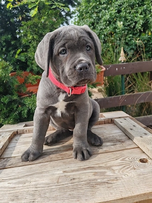 Cane corso disponibile 