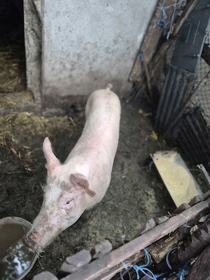 Porc de vanzare - imagine 2