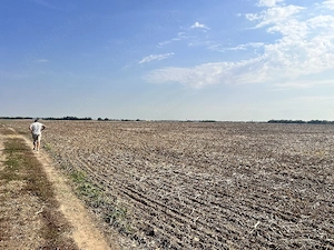Teren de vânzare în Dragomirești-Vale, Ilfov   10.000 m , - imagine 4