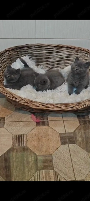 pisicuțe british shorthair blue - imagine 3
