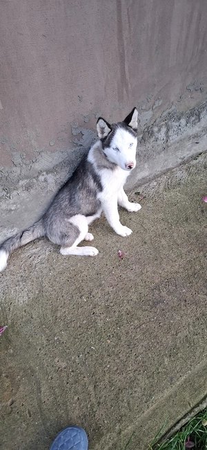 Hasky siberian 2 luni vaccinat si deparazitat conform vârstei. - imagine 2