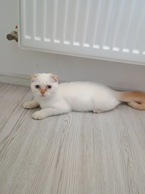 Scottish Fold Colorpoint București  - imagine 2