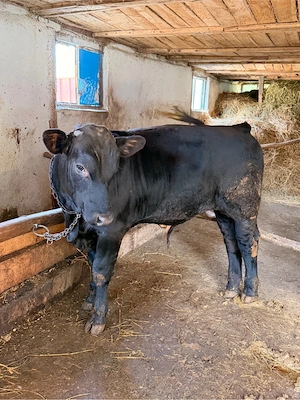 taur angus
