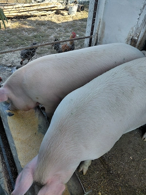 Vând  grasuni frumoși 