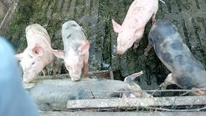 Purcei vietnamezi rasa de carne de vânzare detalii la telefon  - imagine 3