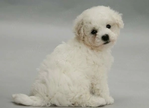 bichon frise 