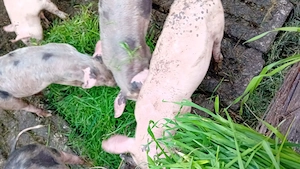Purcei vietnamezi rasa de carne de vânzare detalii la telefon  - imagine 2