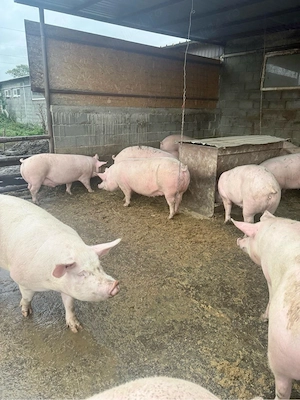 Porci de vanzare