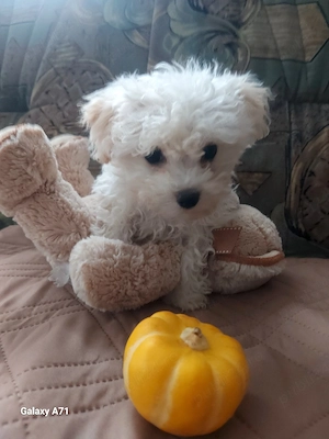 Catelusa Bichon Maltez 