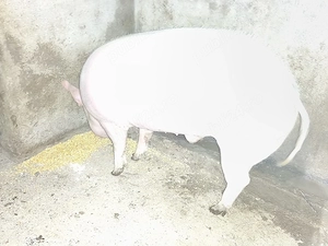 porc de taiat - imagine 2