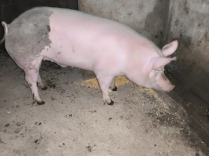 porc de taiat