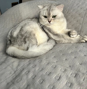 Mascul British Shorthair Silver Shaded