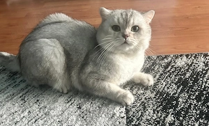 Mascul British Shorthair Silver Shaded - imagine 3