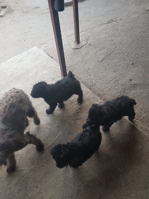 Vând căței de întors 