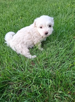 Bichon maltez 