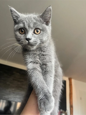 baiat british shorthair - imagine 3