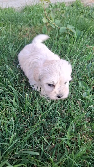 Bichon maltez  - imagine 3