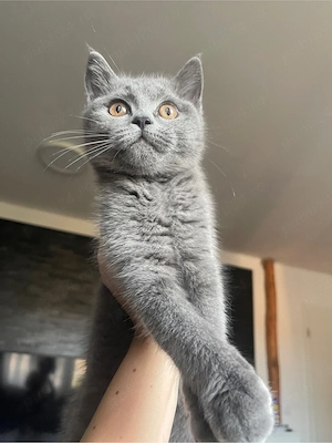 baiat british shorthair - imagine 2