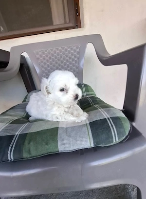 Bichon maltez  - imagine 2