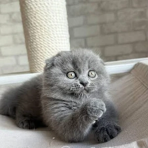 Scottish fold blue rasa pura asigur transport - imagine 4