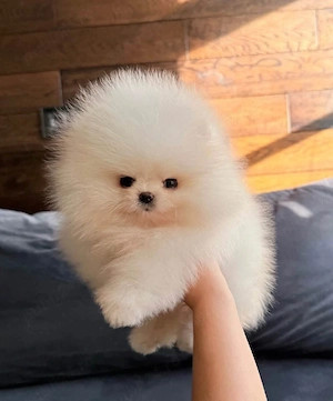 Pomeranian xxs talie foarte mica  - imagine 5
