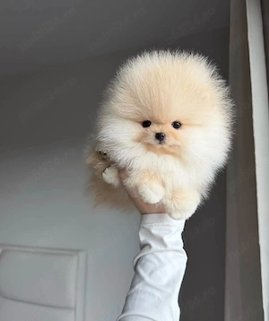 Pomeranian Mini Boo ursulet linie genetica Cooreana  - imagine 2