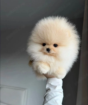 Pomeranian xxs talie foarte mica 