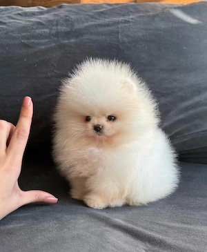 Pomeranian xxs talie foarte mica  - imagine 4